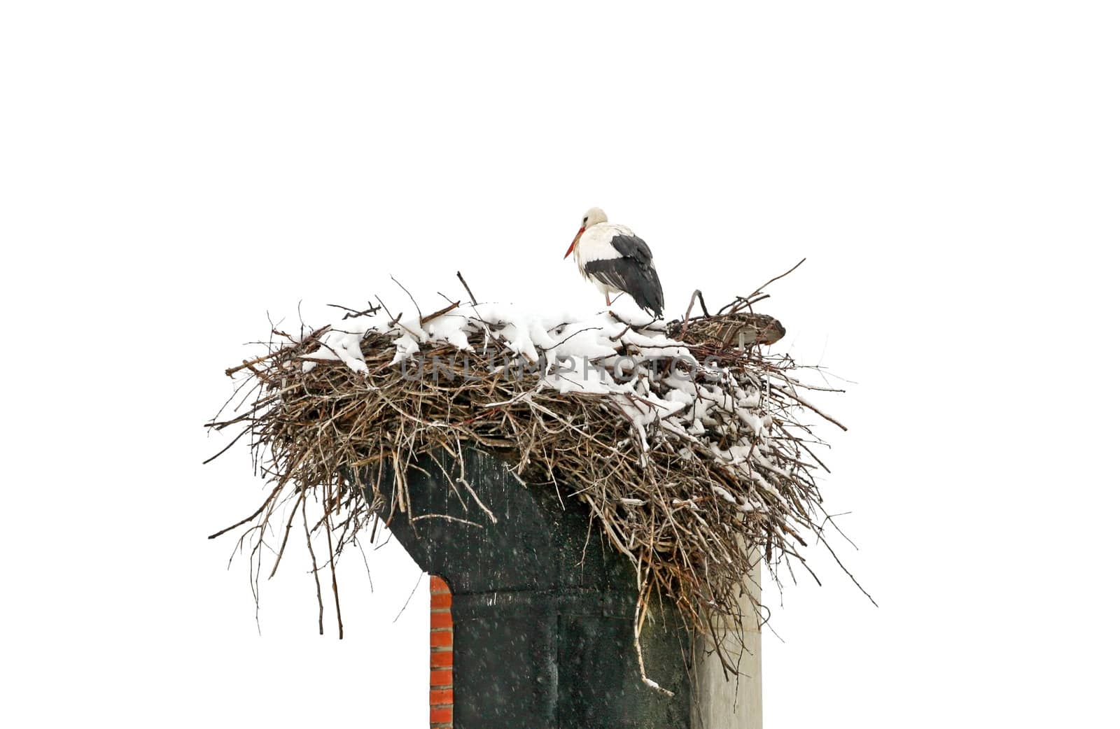 Stork by renegadewanderer
