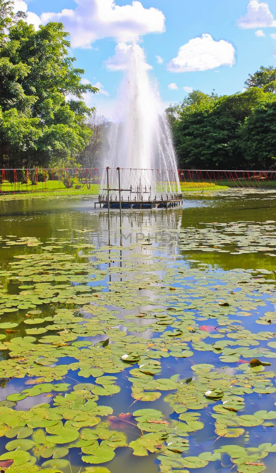 Lotus ponds and fountains in the park