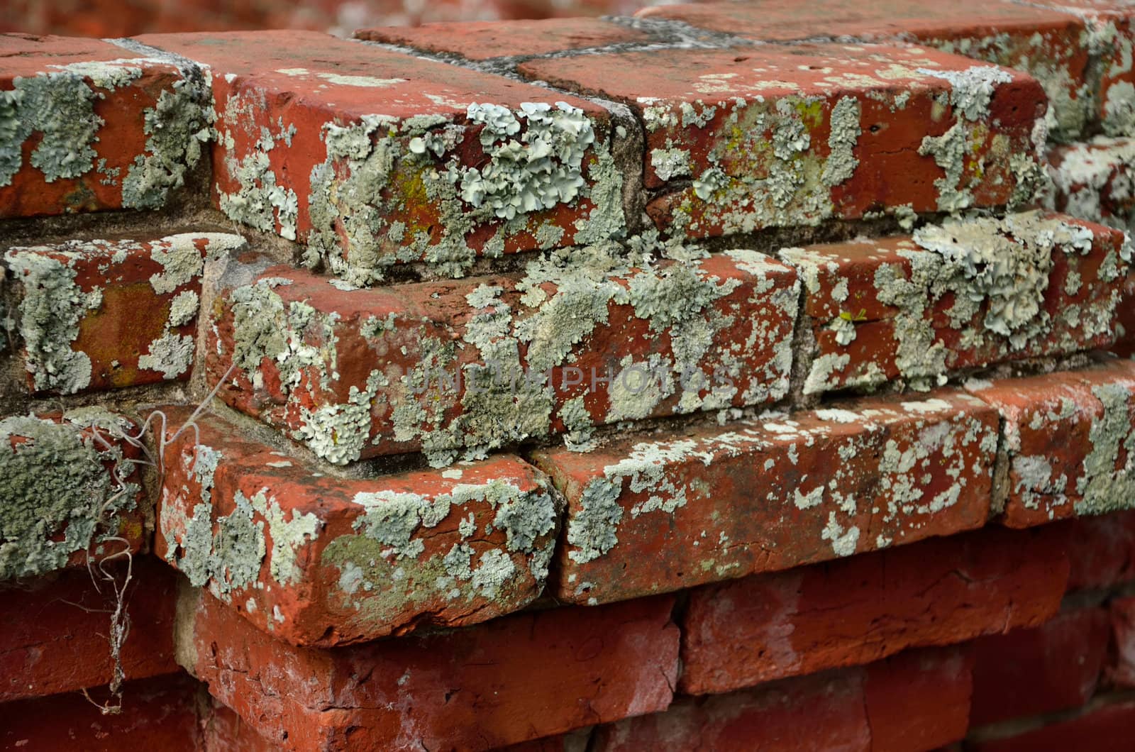 Tiered top of a red brick fence hosts lichens