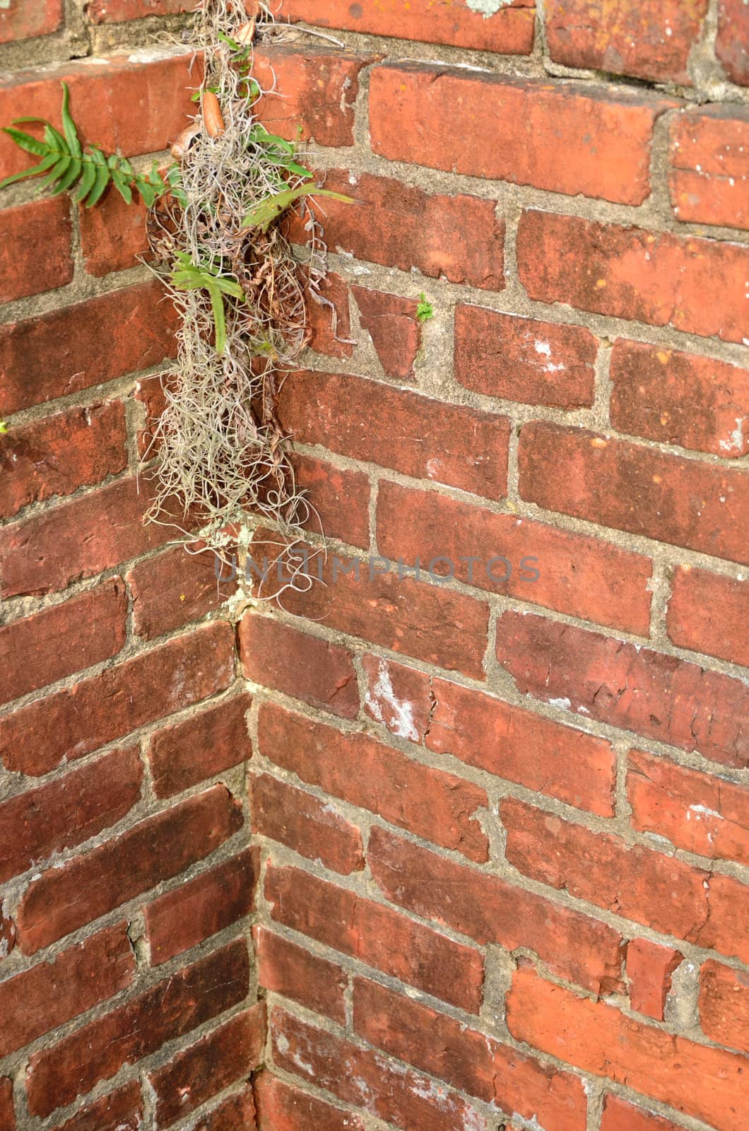 Old brick fence offers growing spot in the corner for Resurrection Fern and Spanish Moss