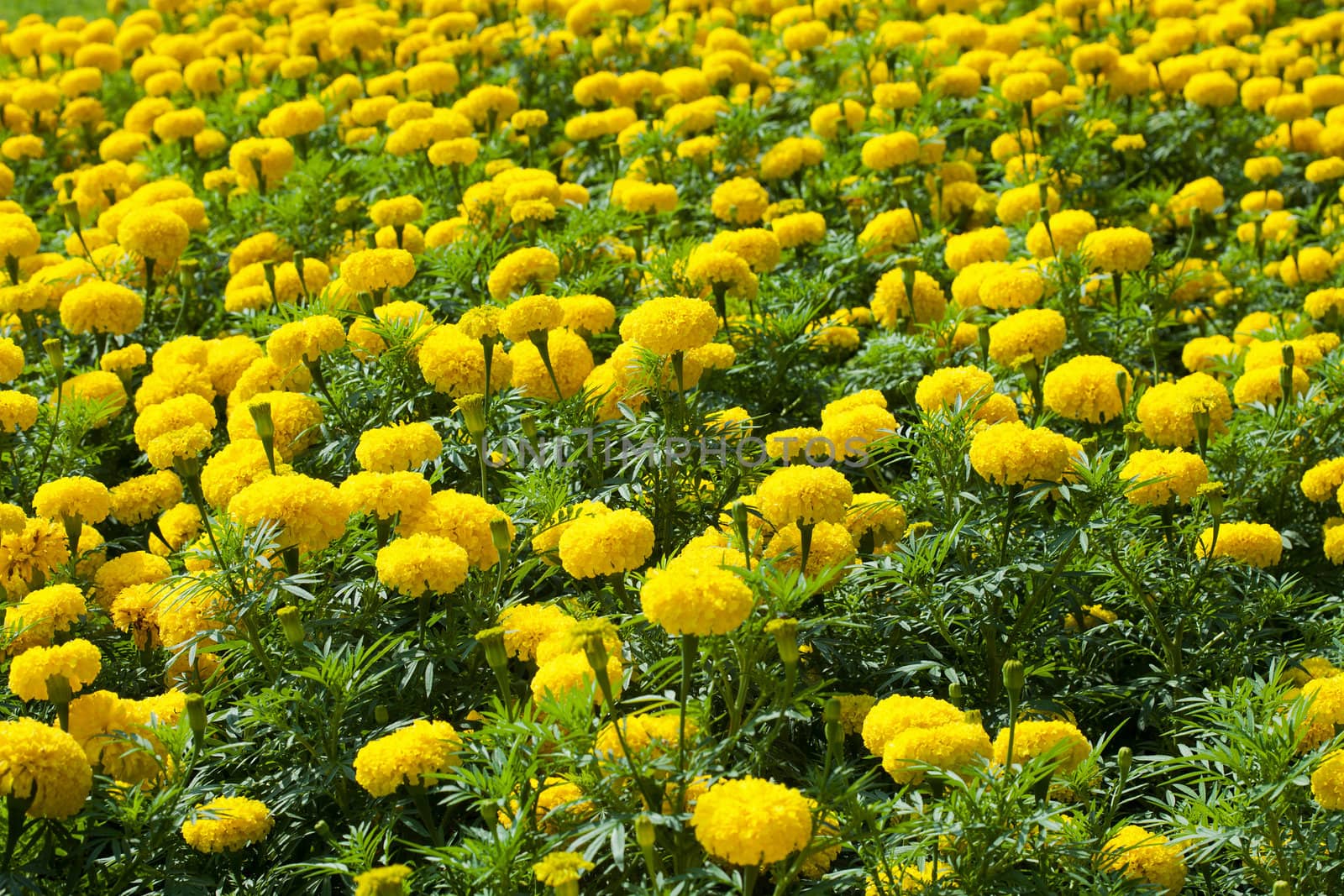 Marigold flower garden