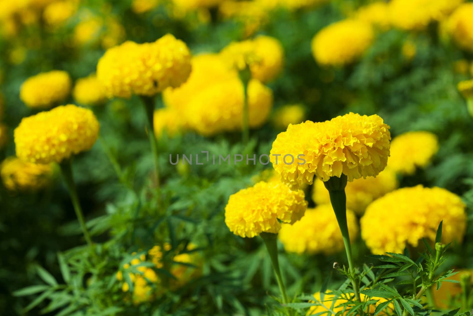 Closeup of Marigold