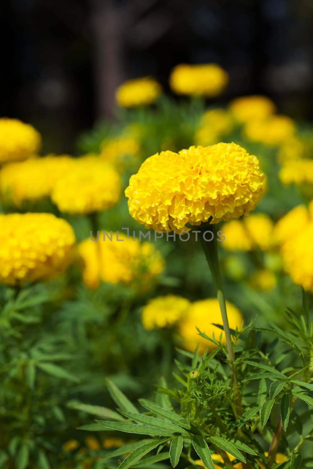 Closeup of Marigold