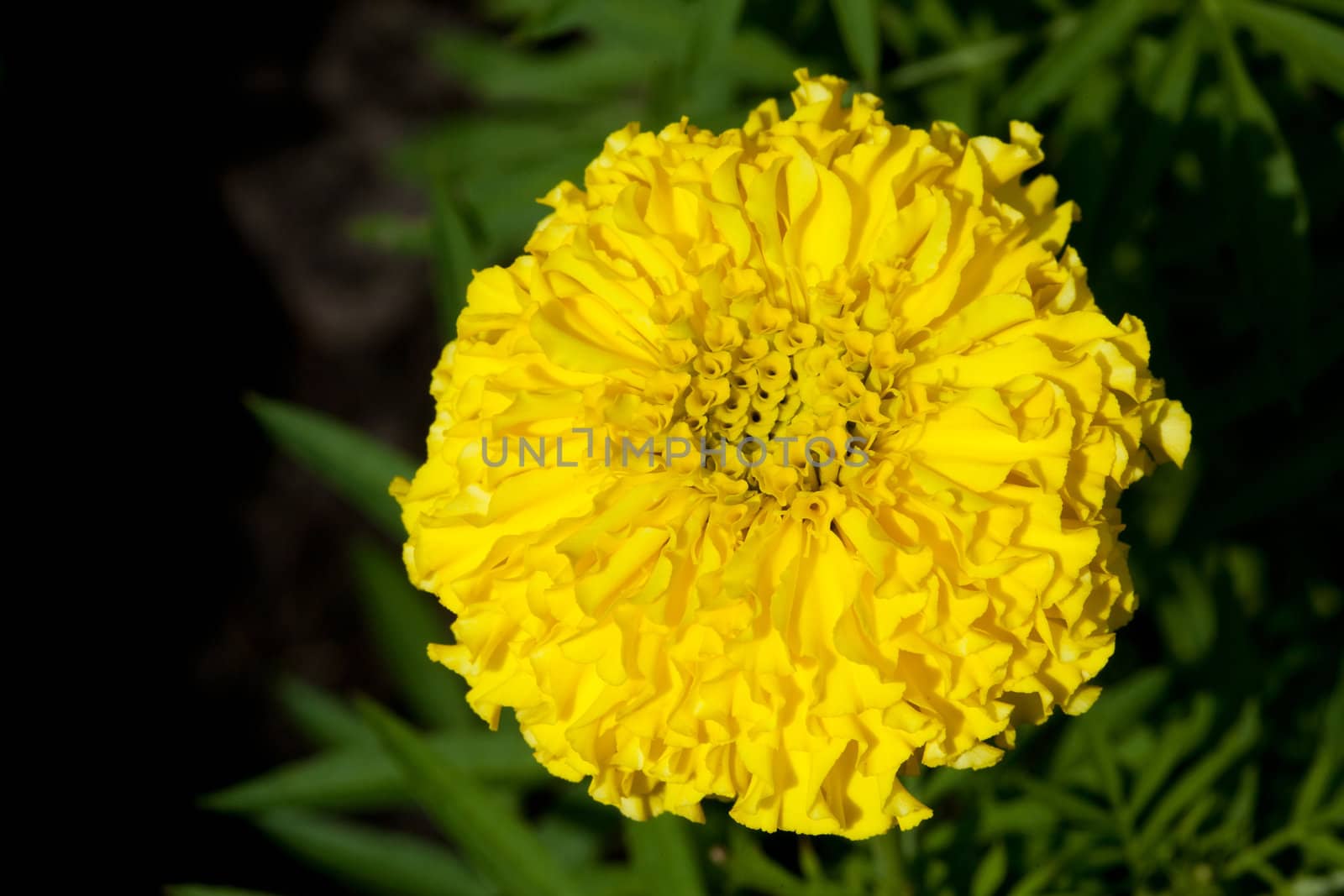 Closeup of Marigold