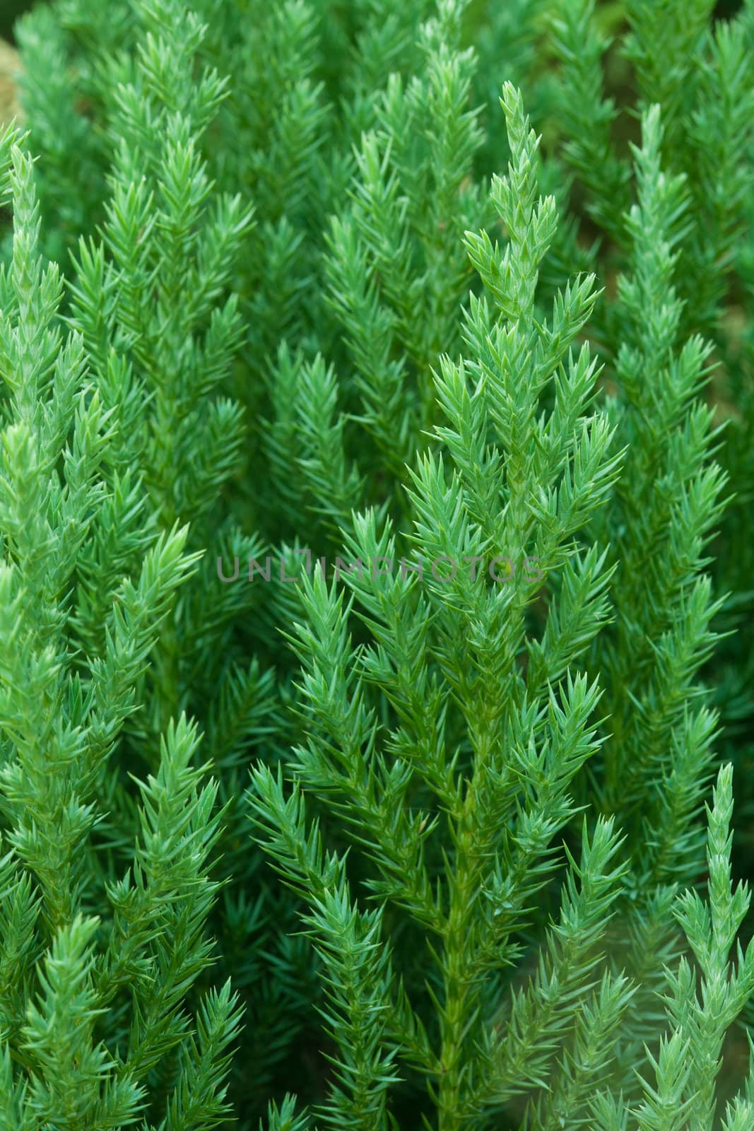 Closeup of green tree
