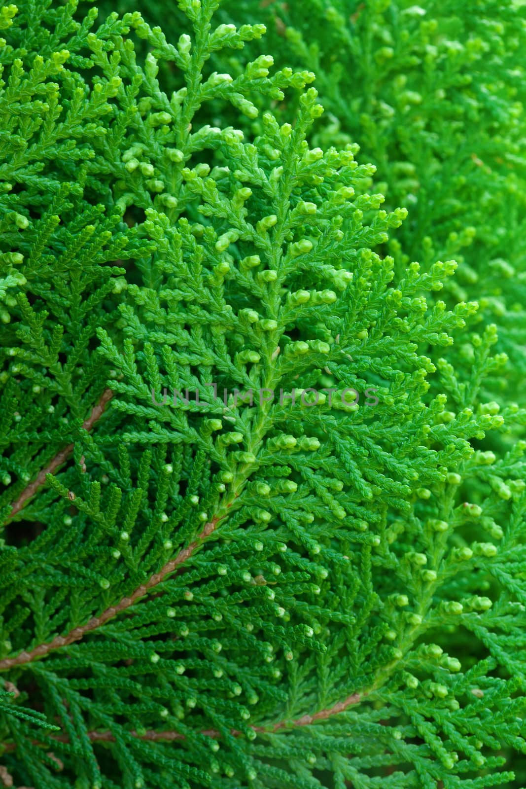 American Arborvitae (cypress tree)