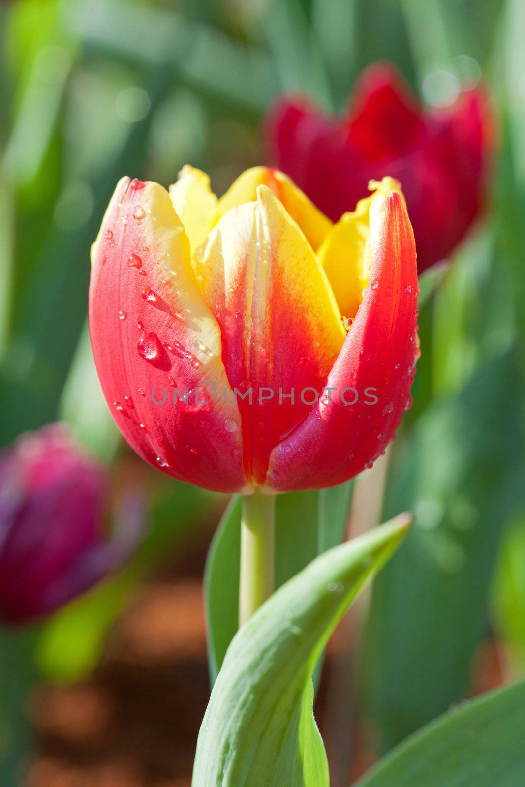 Yellow-red tulips