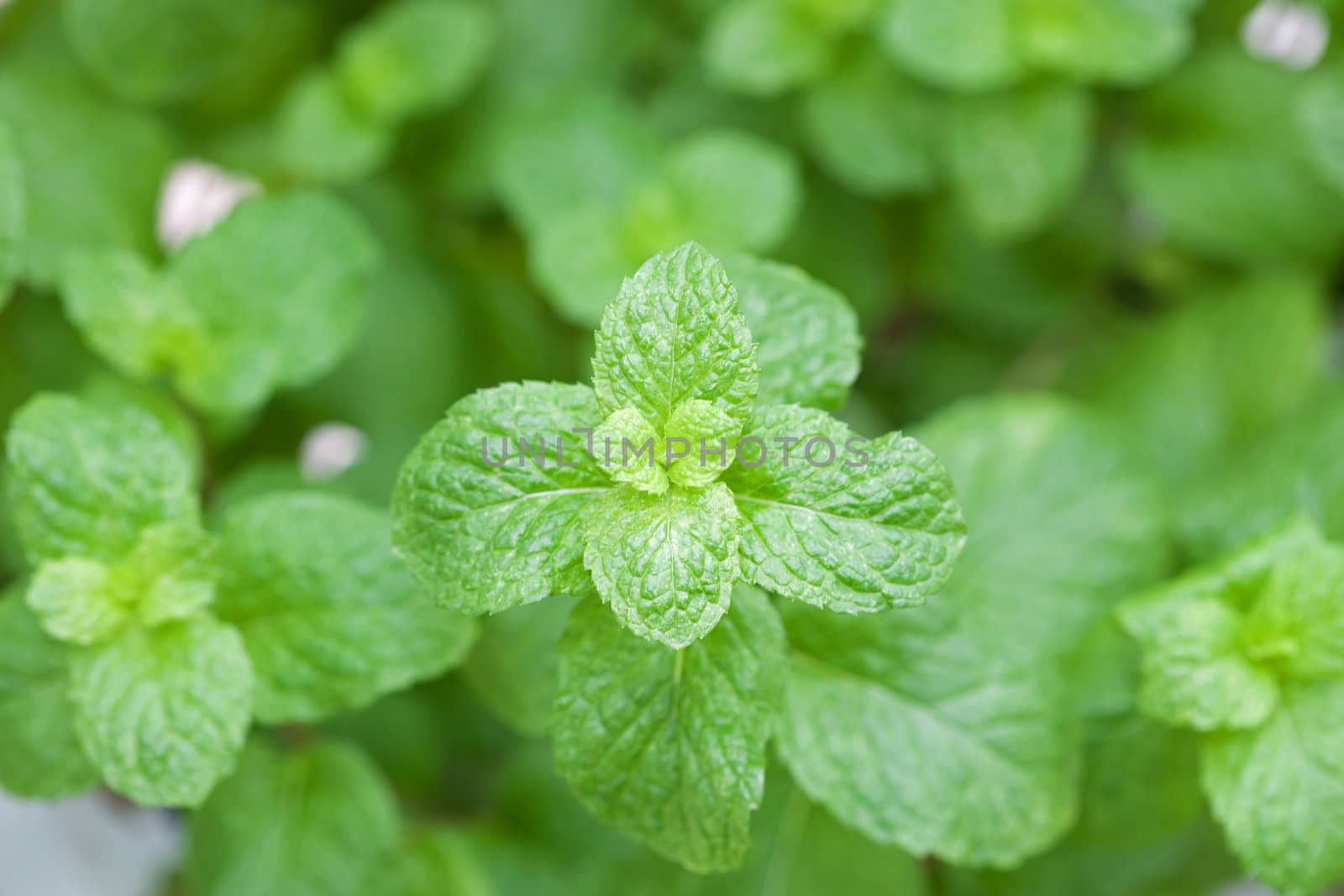 Mint leaves
