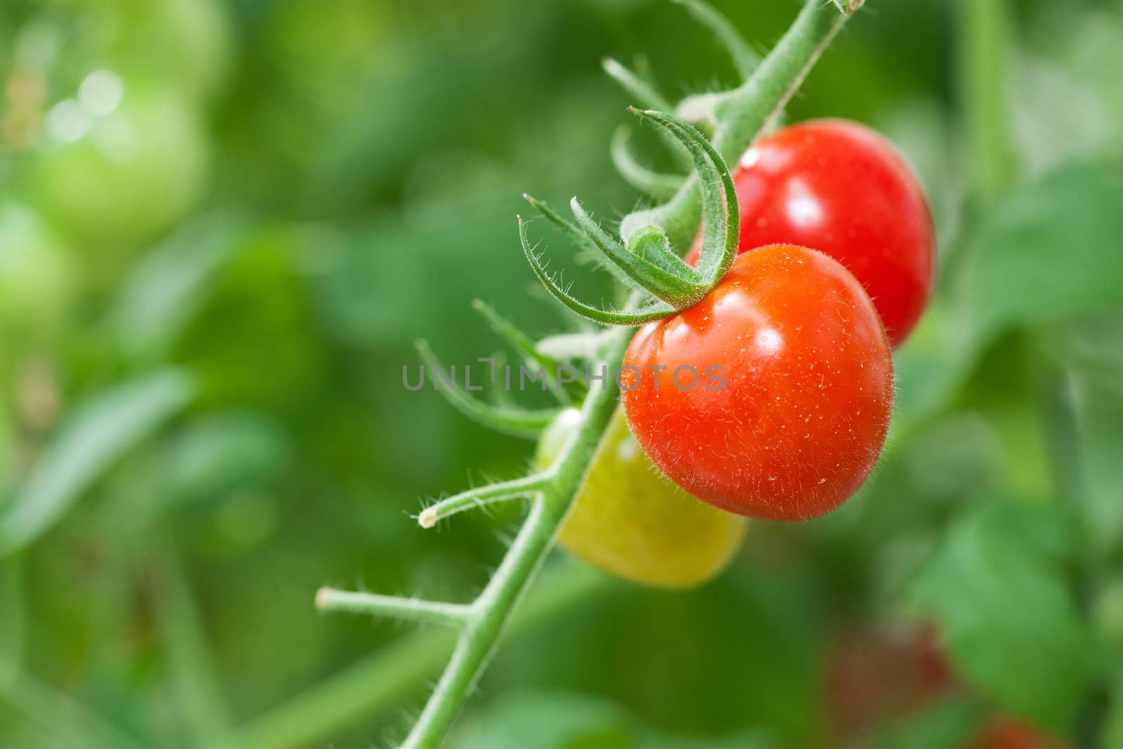 Red tomato on plant