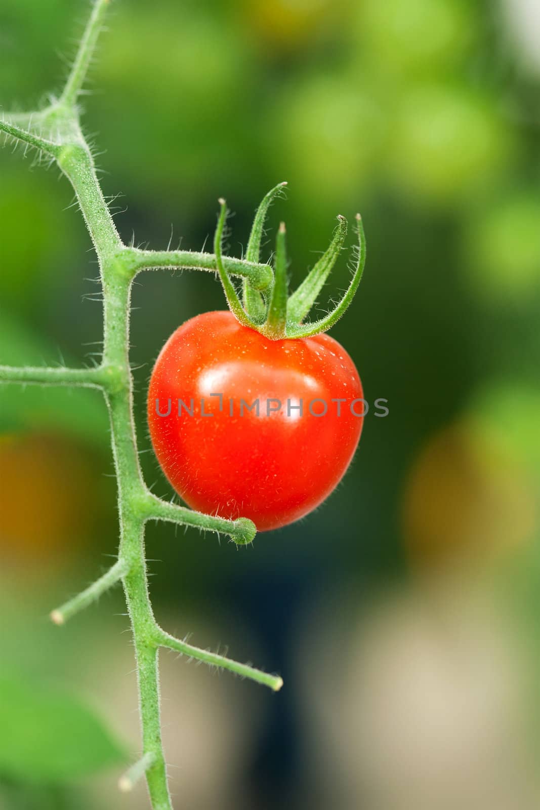 Red tomato on plant