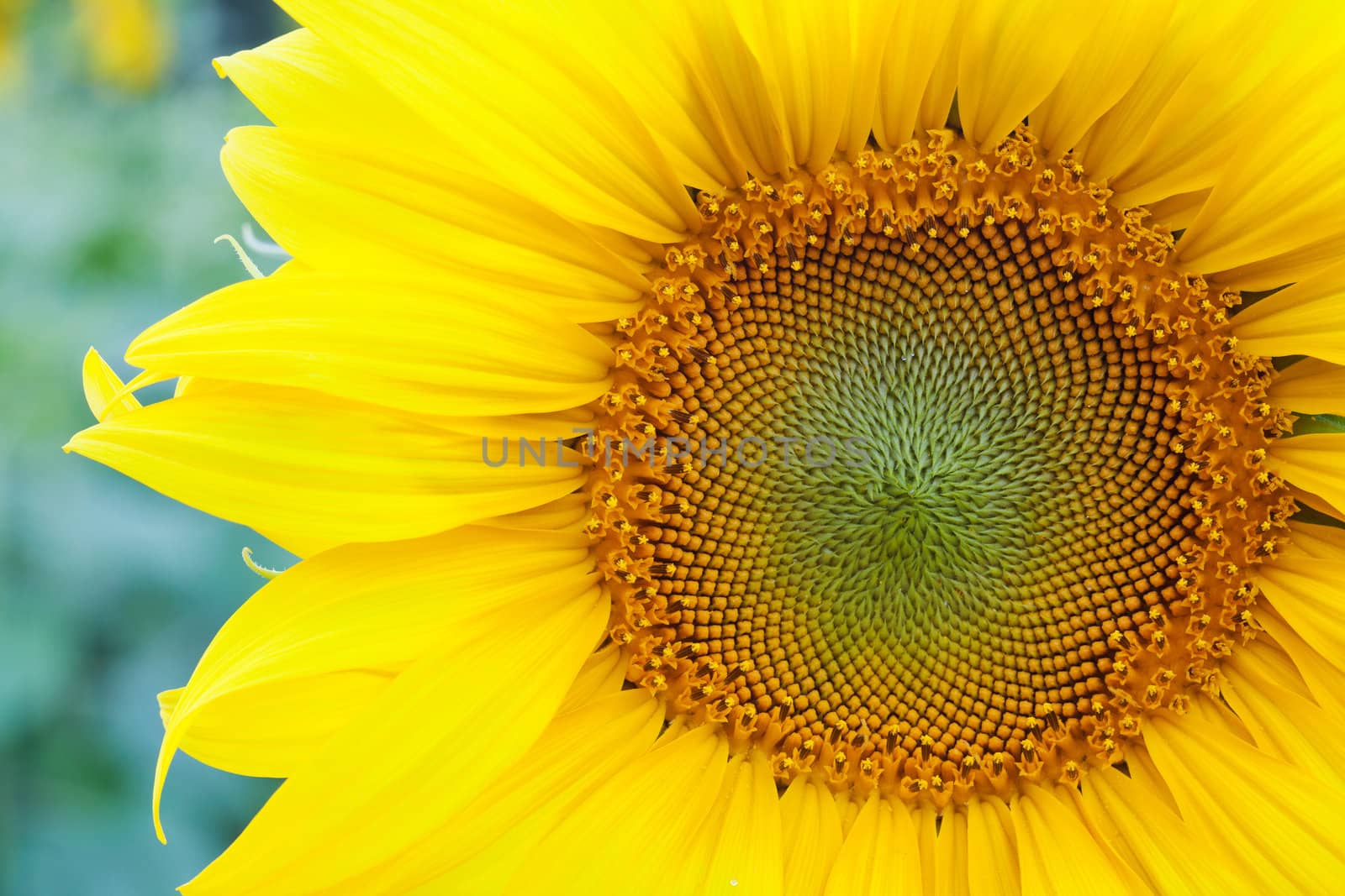 Fully blossomed sunflower