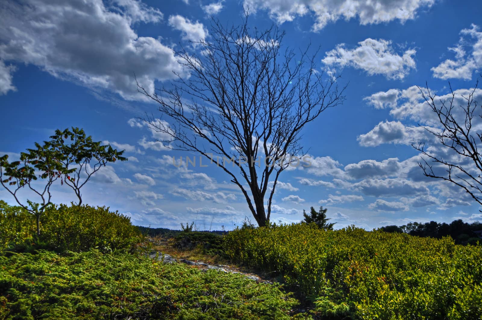 A single tree on a hill near the ocean on a blue sky background