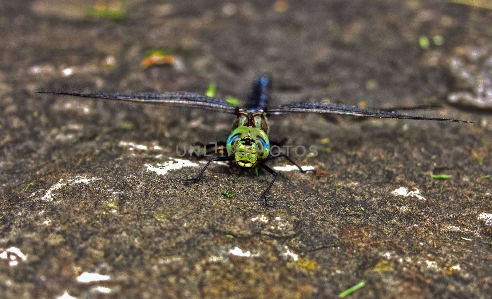 Close-up view of a dragonfly resting on a rock