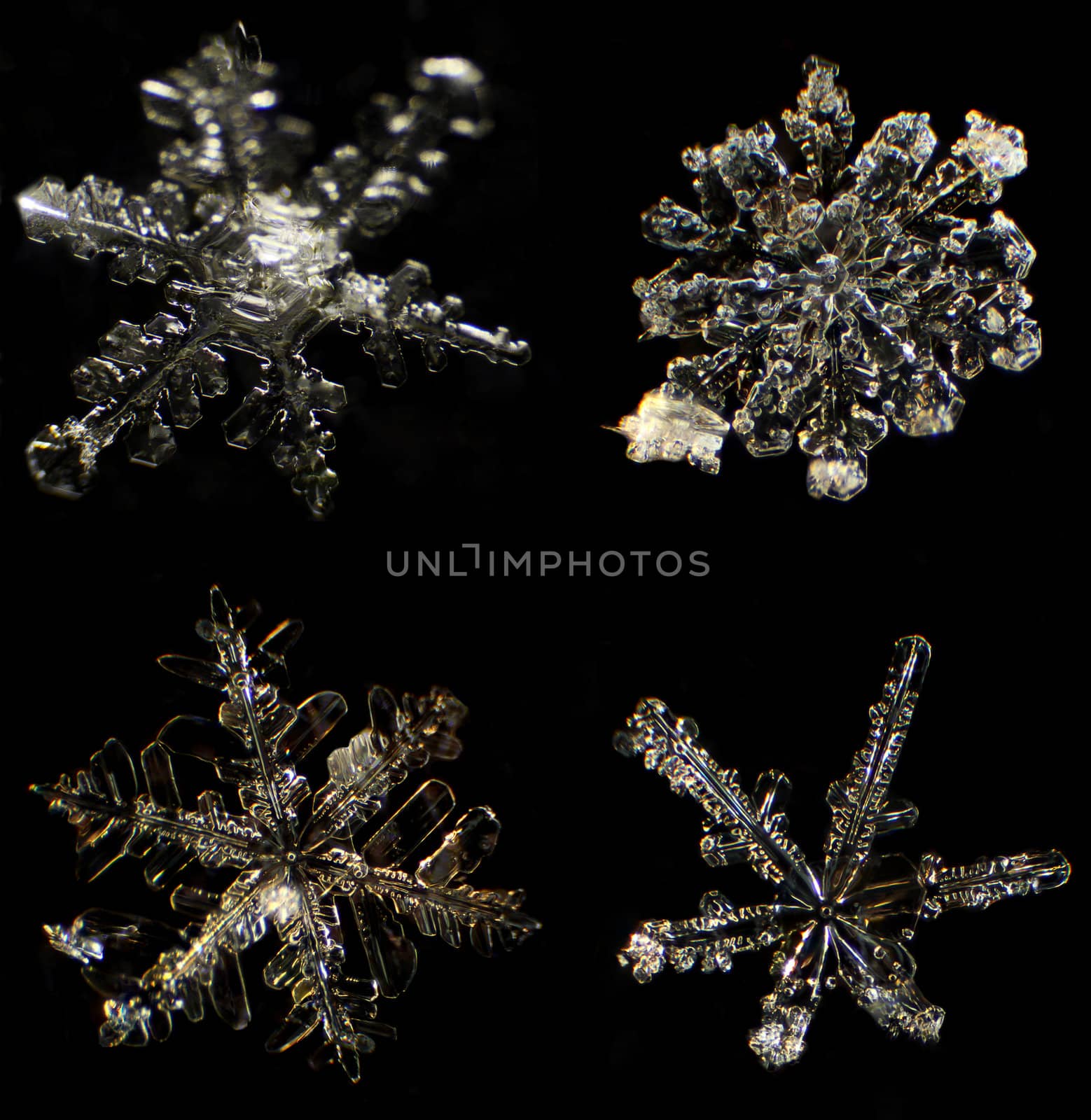 Snowflake under a microscope on the black background
