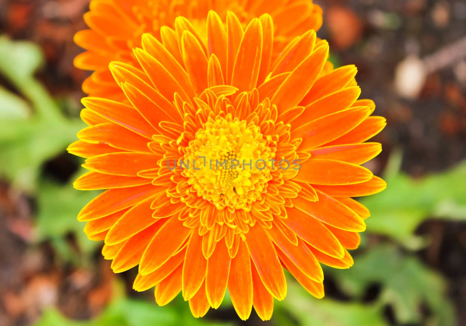 gerbera flowers in the garden