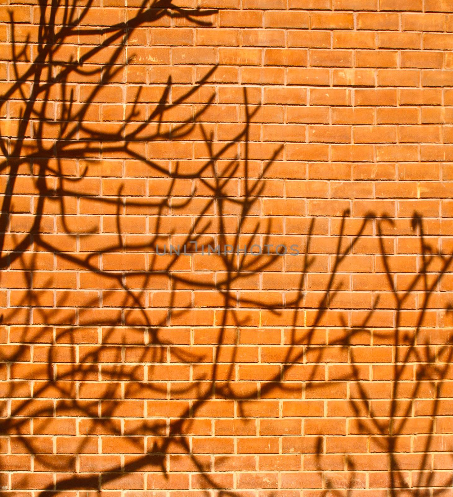 Shadow of a tree on brick wall