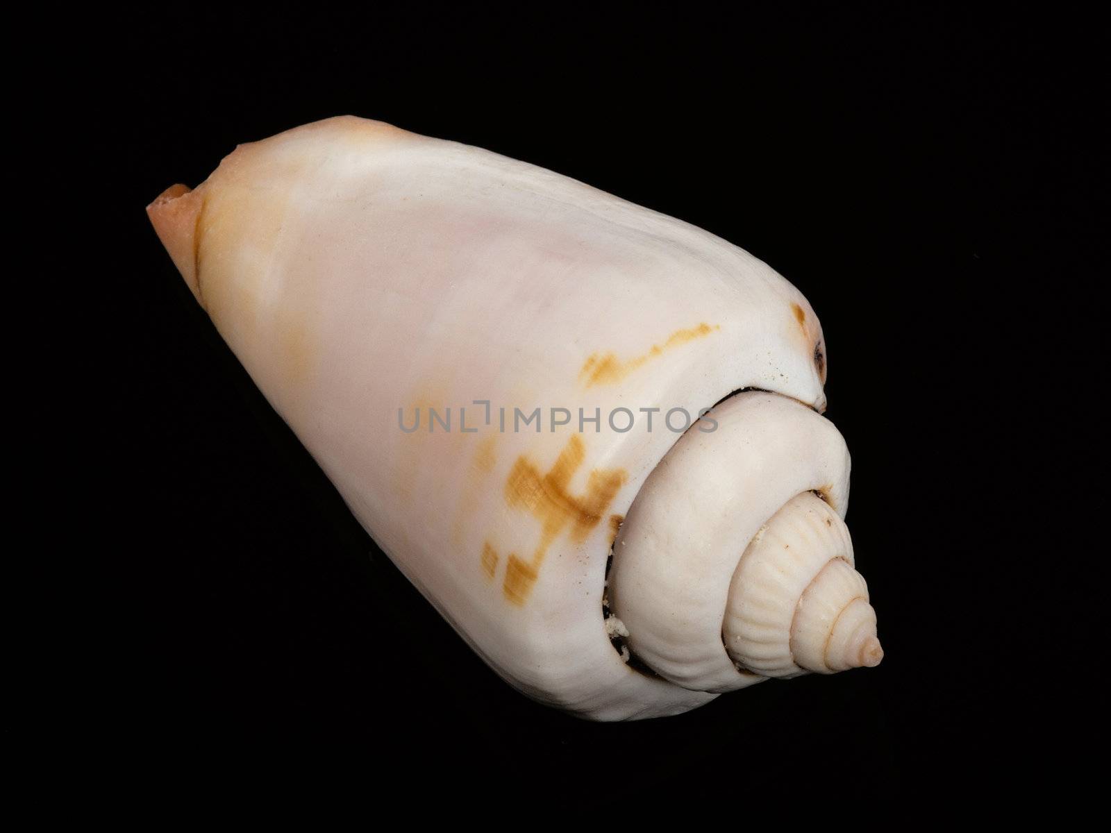 white shellfish isolated on black background