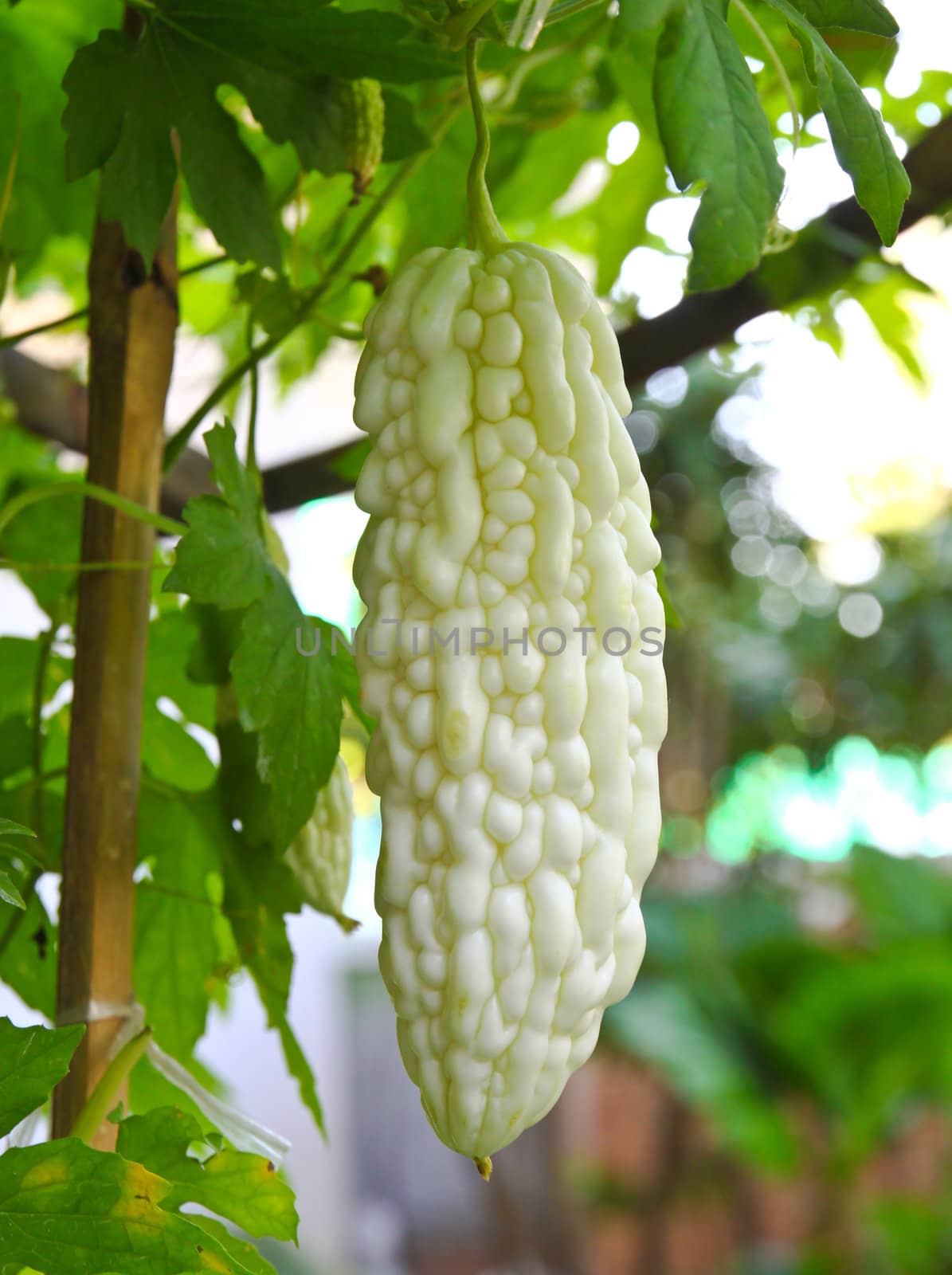 Bitter Melon in farm