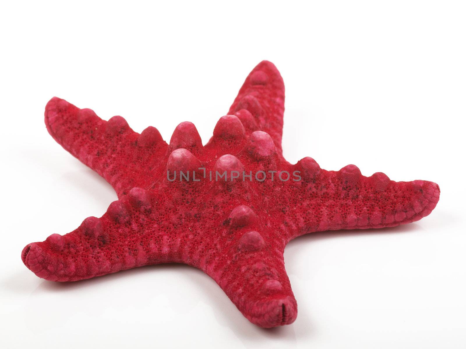 red sea star by nevenm