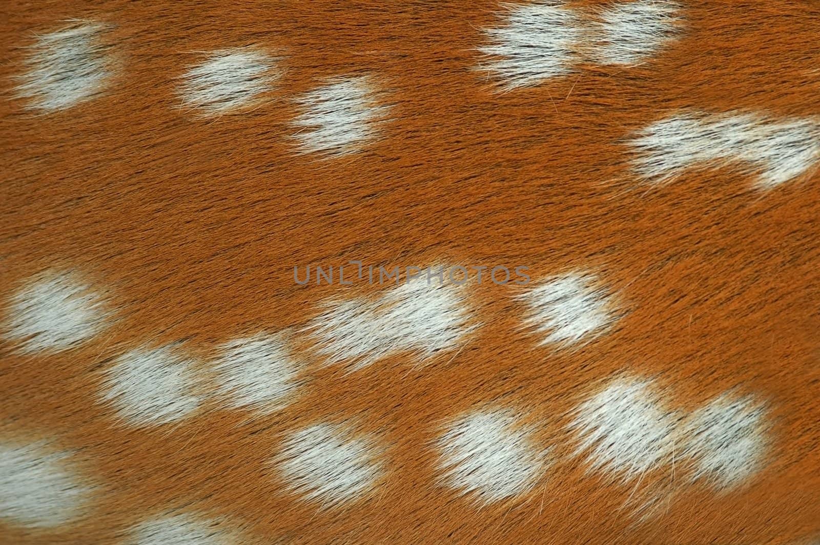 Texture of a Sika Deer Fur.