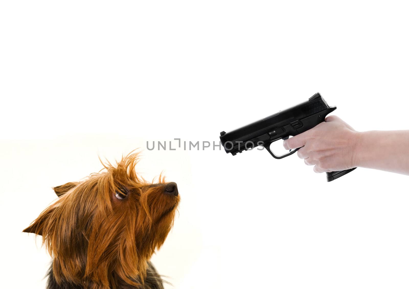 yorkie dog looking at a gun pointed at it isolated on white