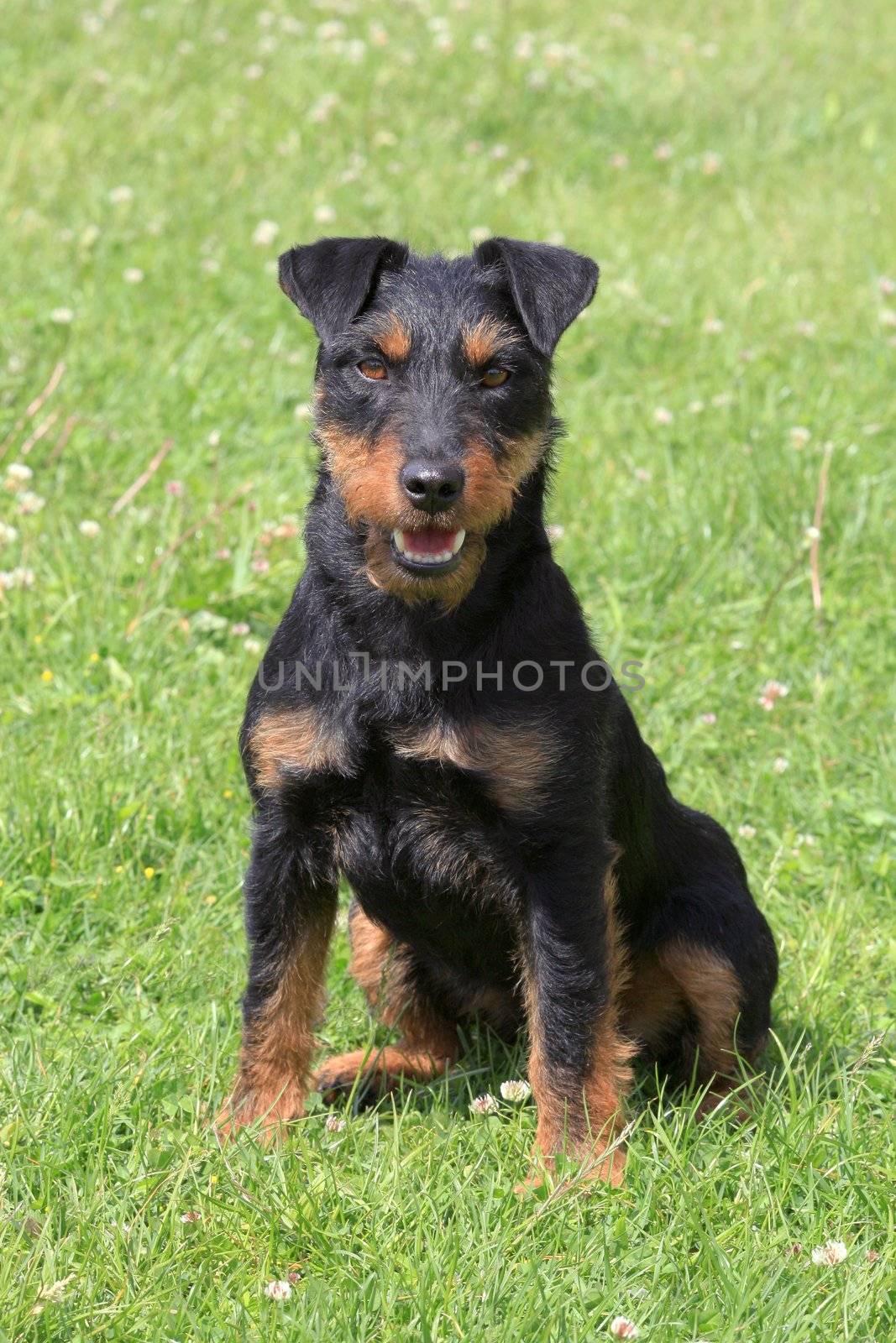 German Hunting Terrier  Jagdterrier