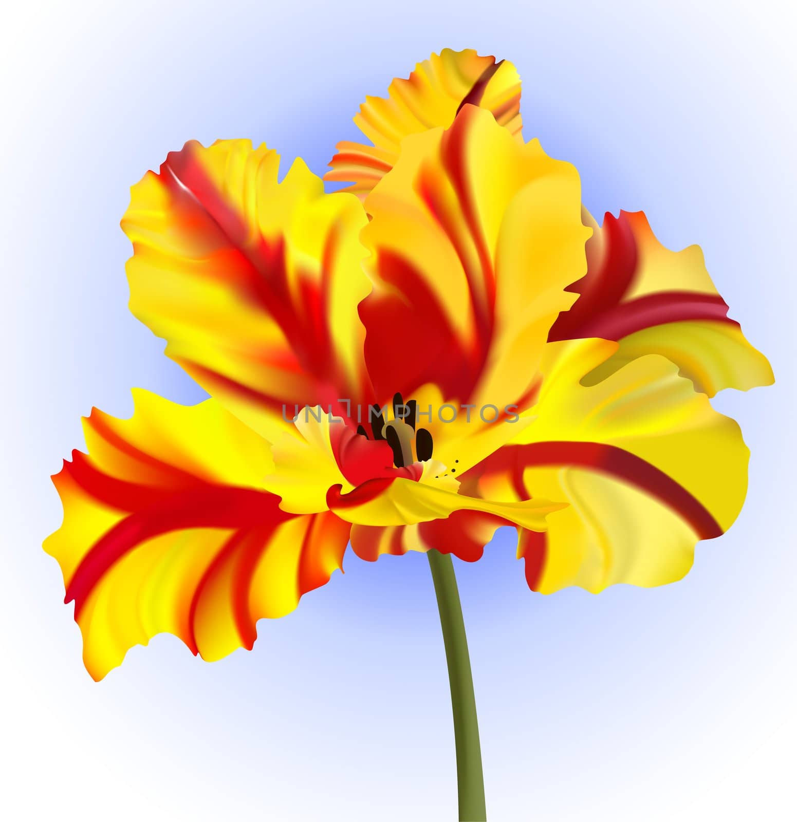 blossoming tulip of red and yellow color