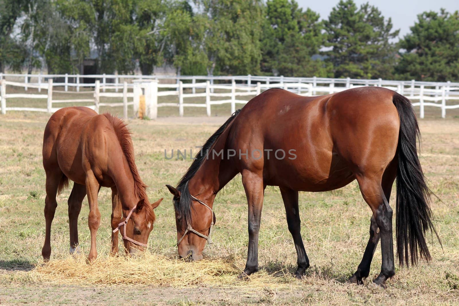 horse and foal eat hay ranch scene