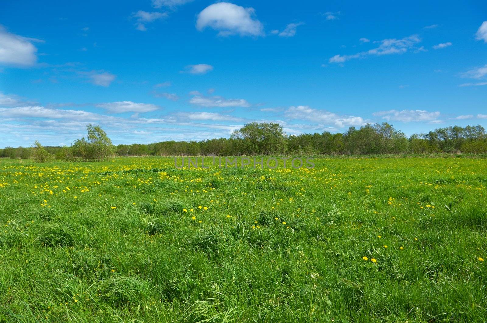Field of dandelions,blue sky and sun. 