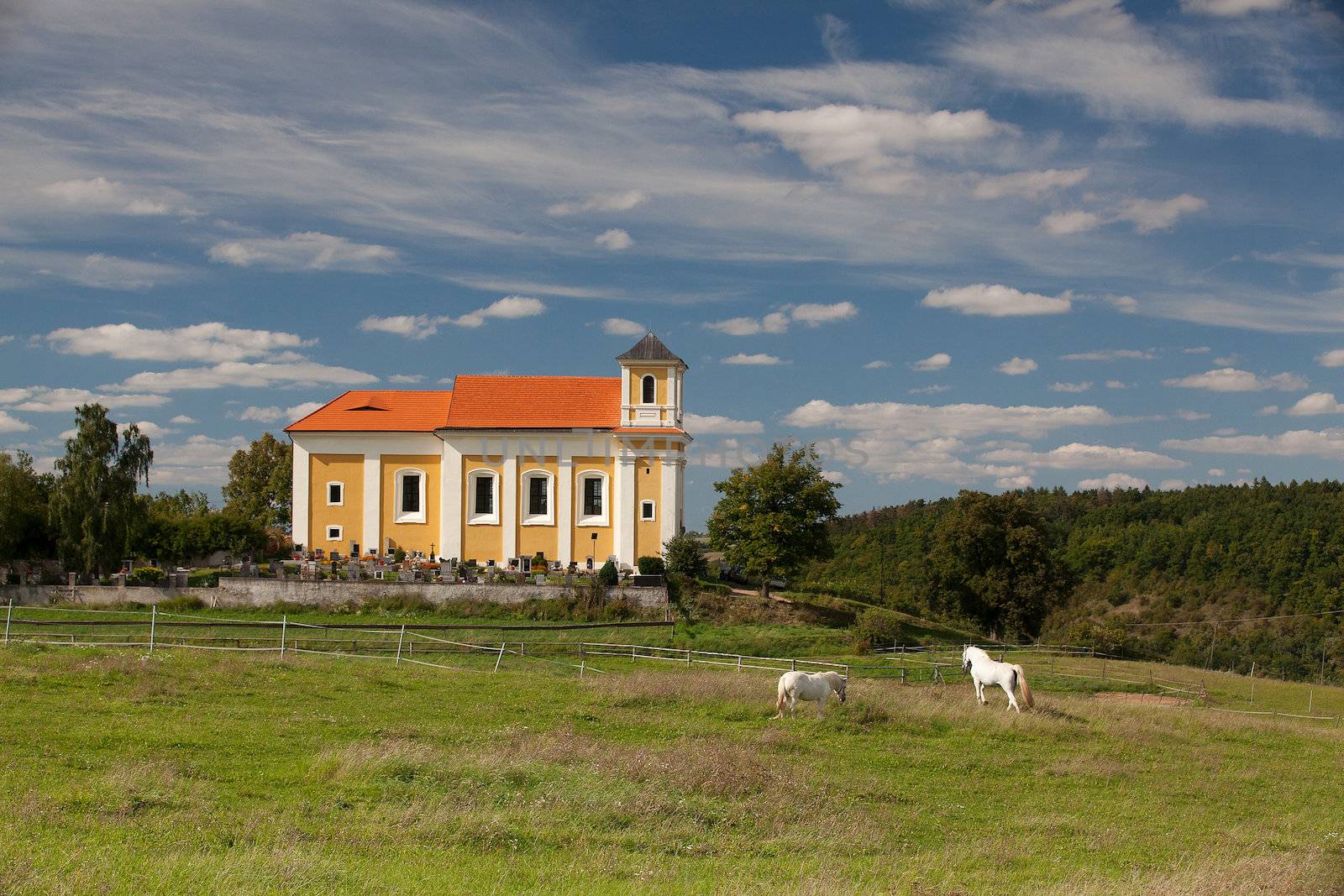 White horses on the pasture near the church