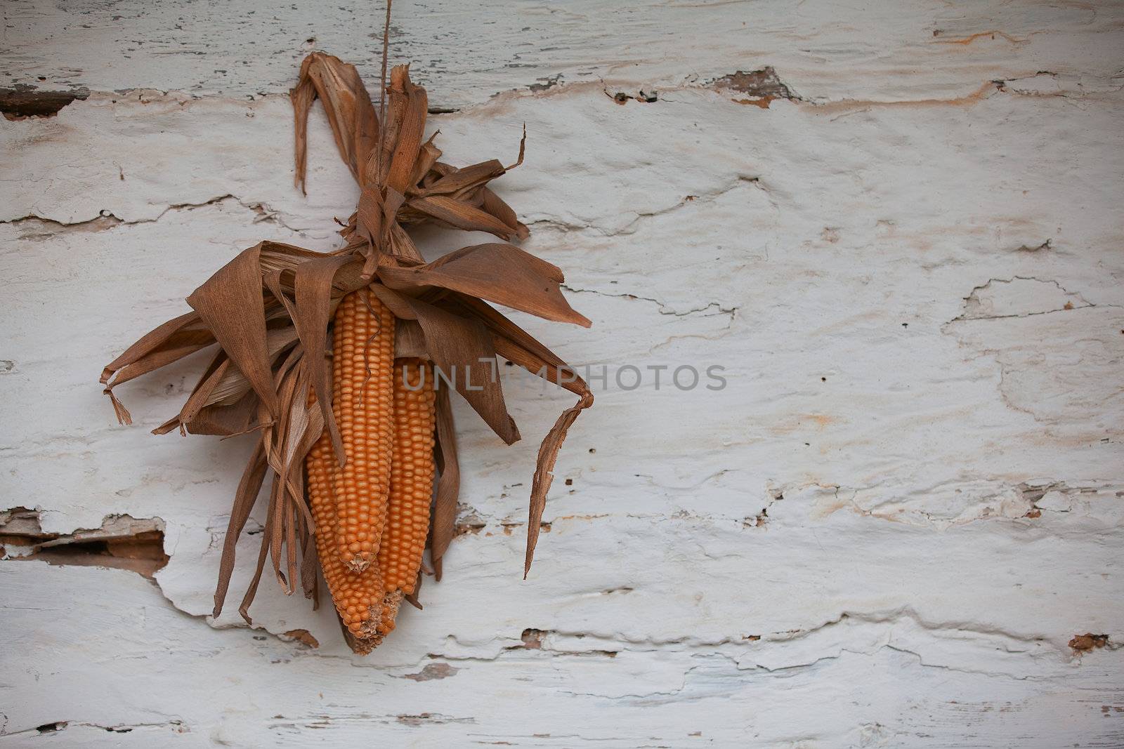 Dried corncob on the white old wall