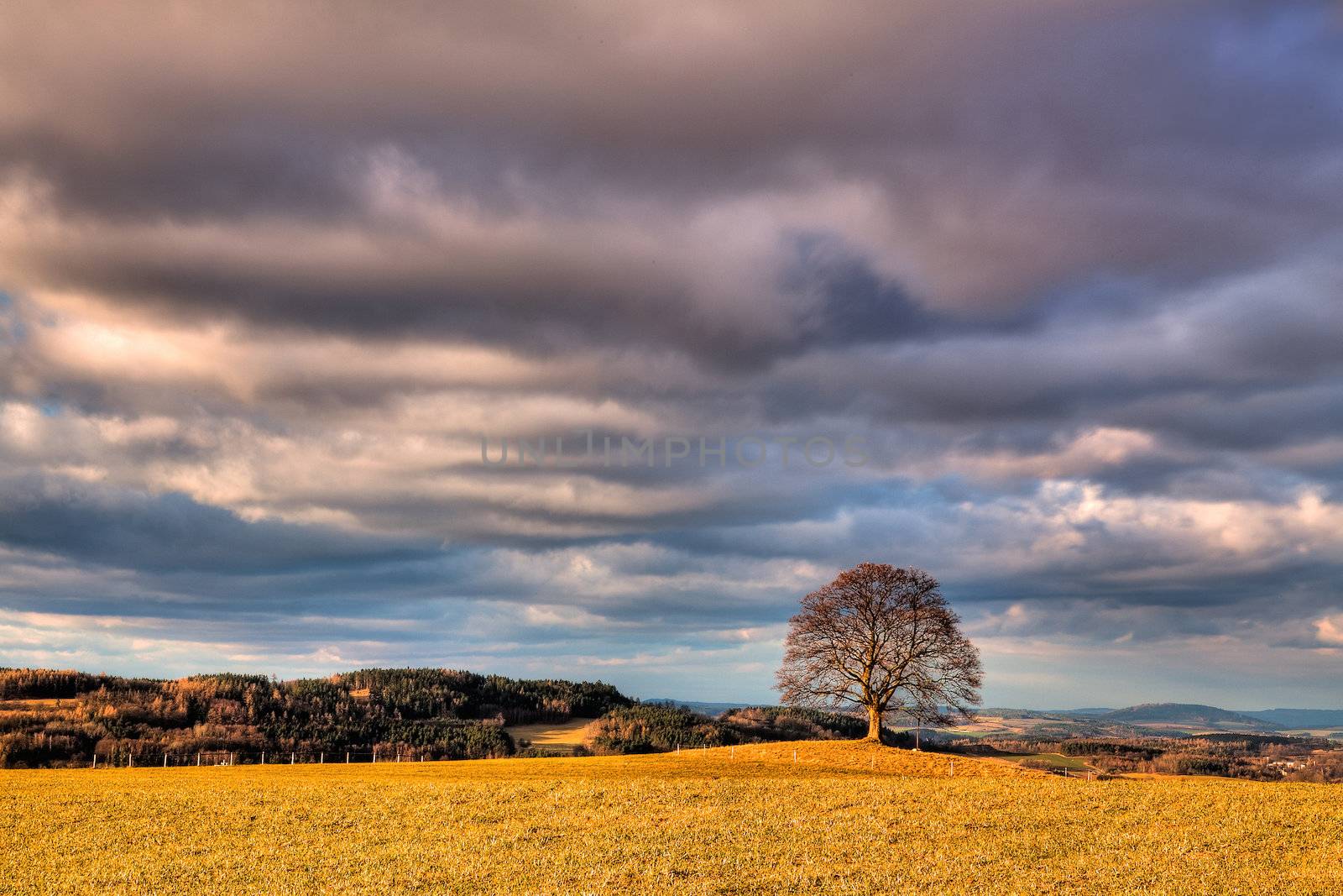 Memorable tree on the autumn meadow in the daytime