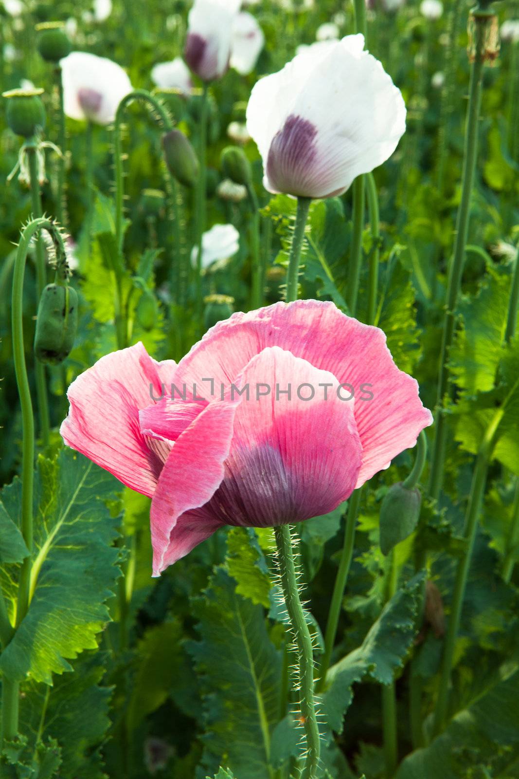 Detail of red and white poppy in the poppy field