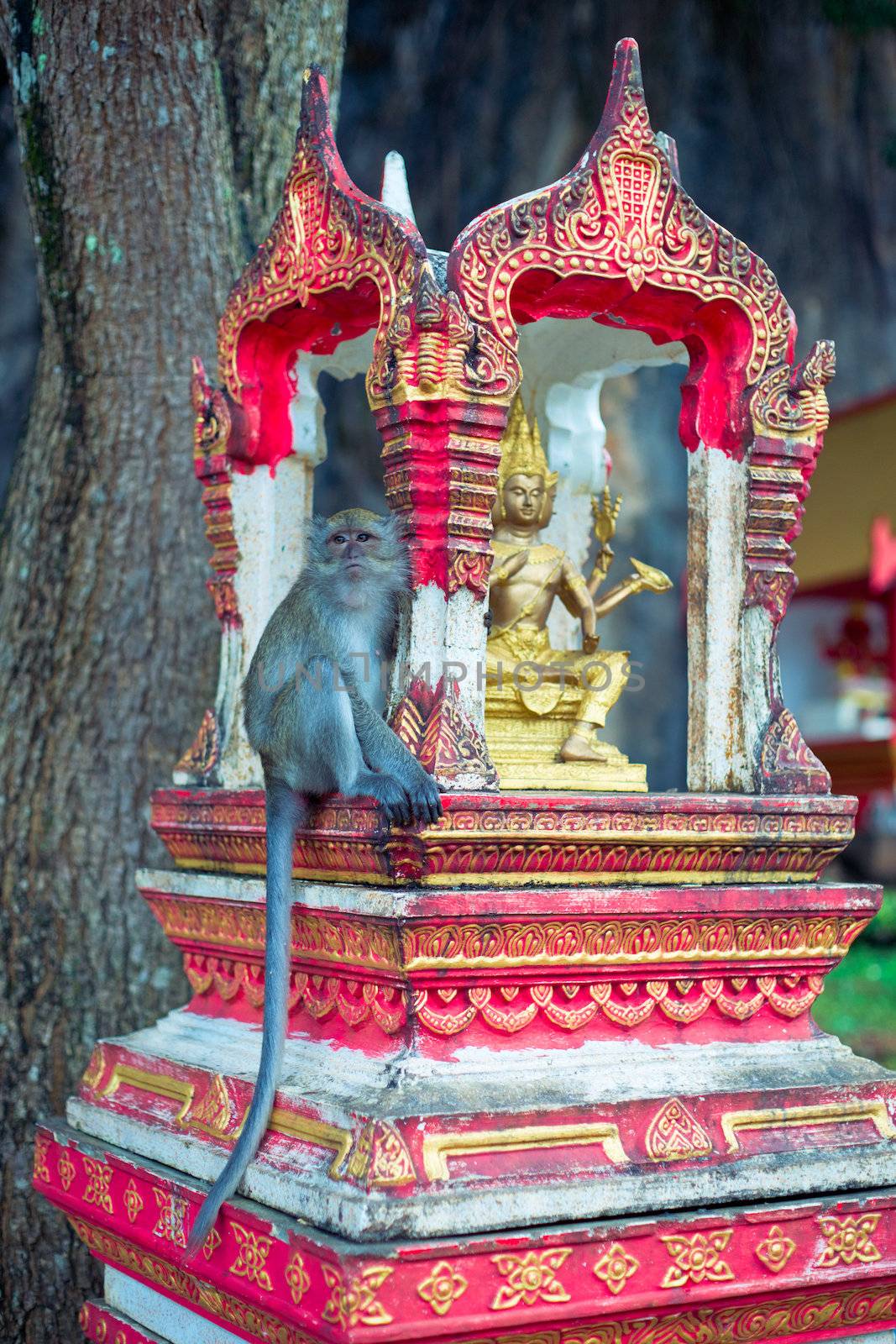 Small monkey sit on shrine at the hill temple in Krabi province, Thailand