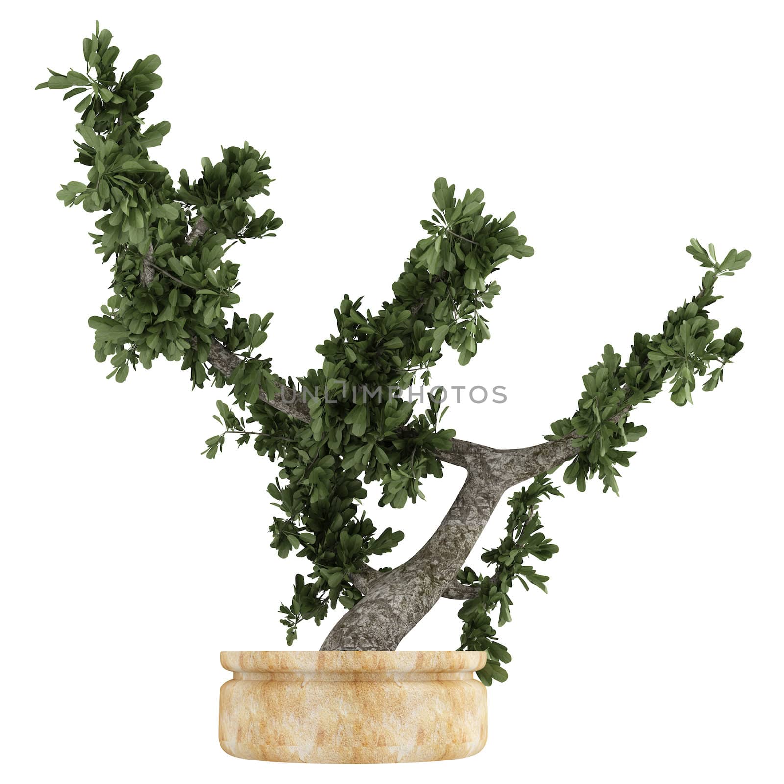 Bonsai tree in a pot isolated on white background