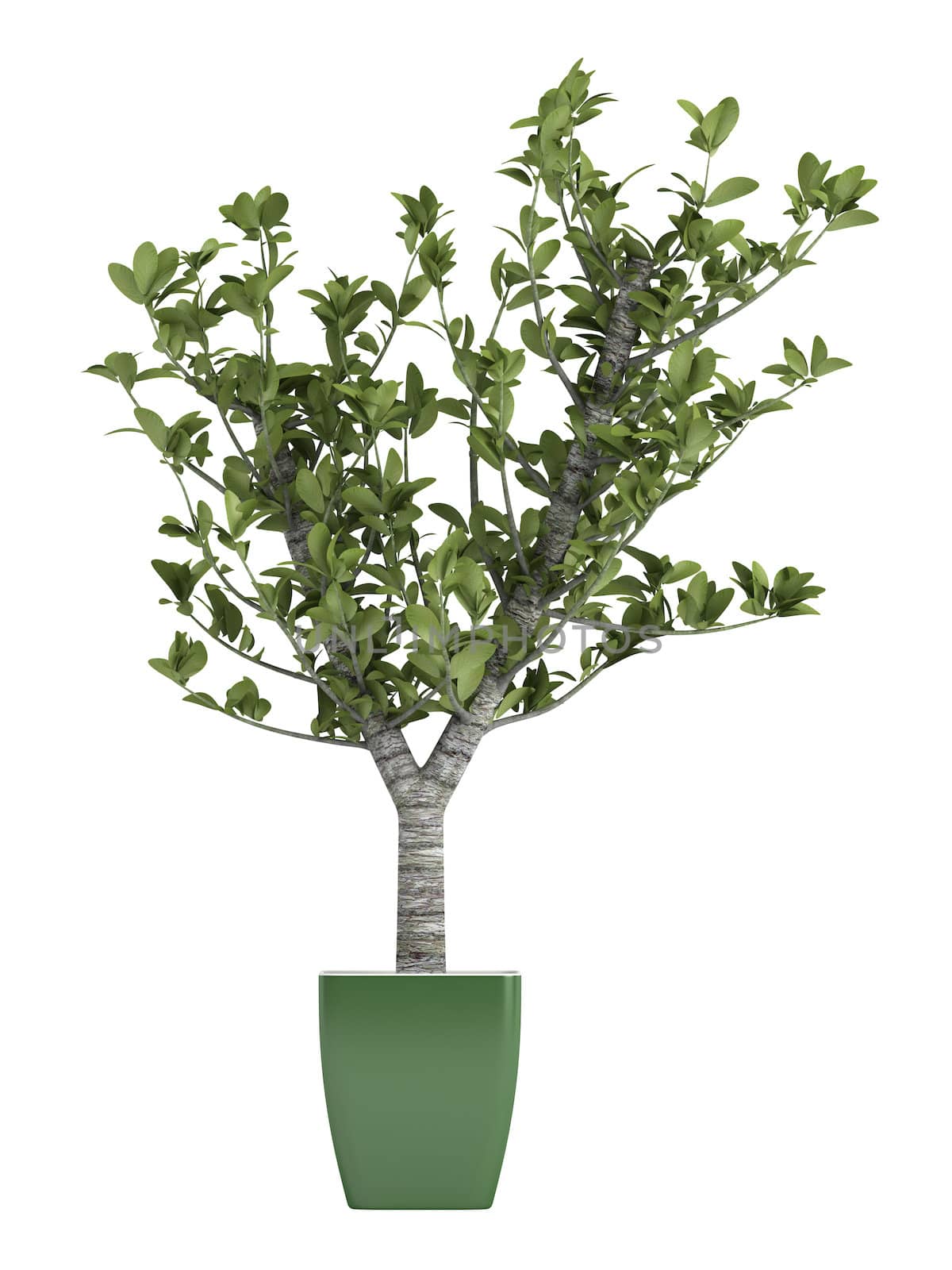 Bonsai tree in a green pot isolated on white background