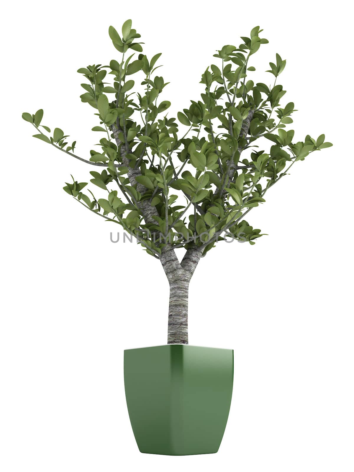 Bonsai tree in a green pot isolated on white background