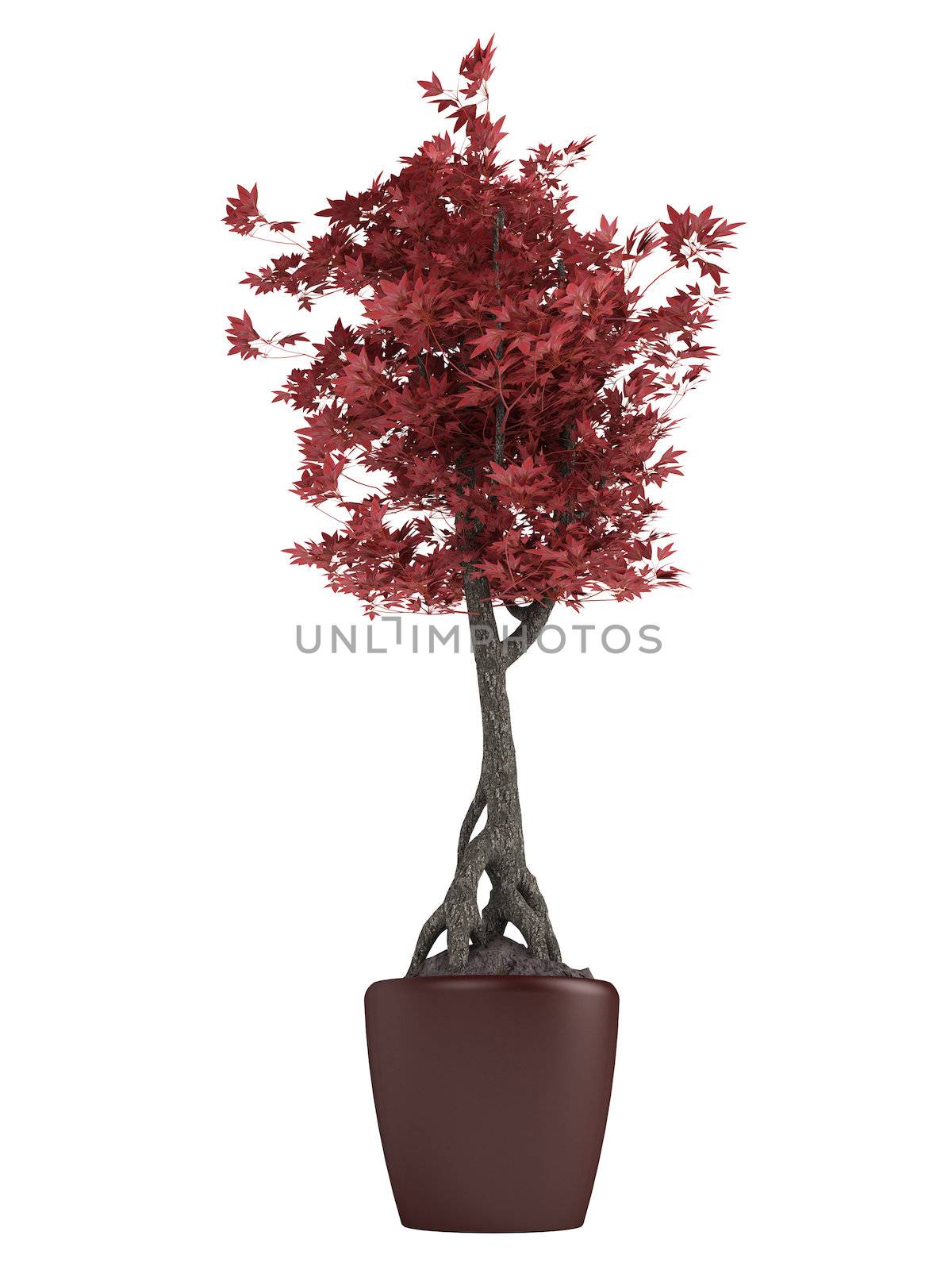Red bonsai tree in a pot isolated on white background