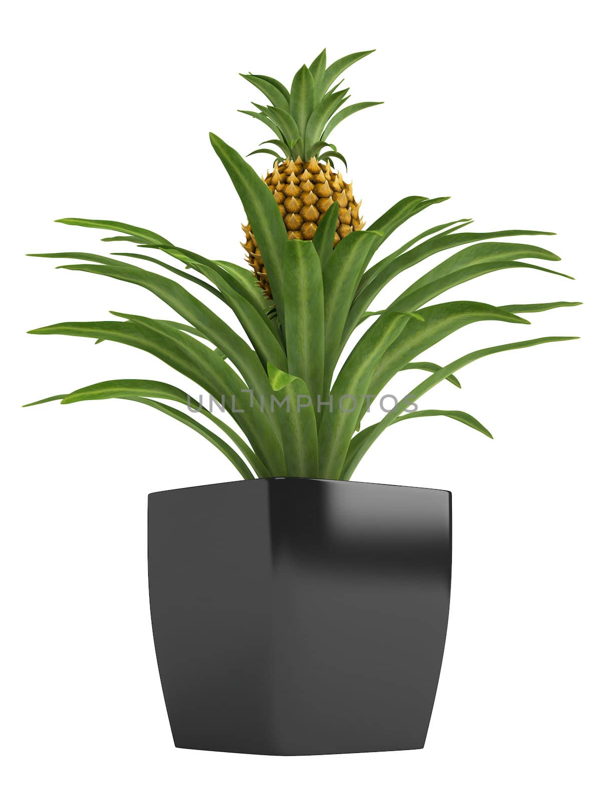Fruiting pineapple plant by AlexanderMorozov