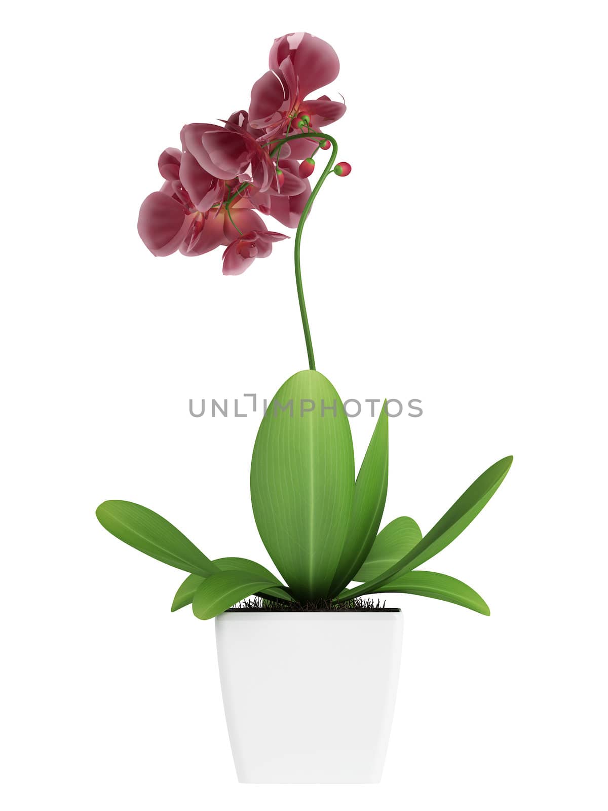 Purple phalaenopsis orchid by AlexanderMorozov