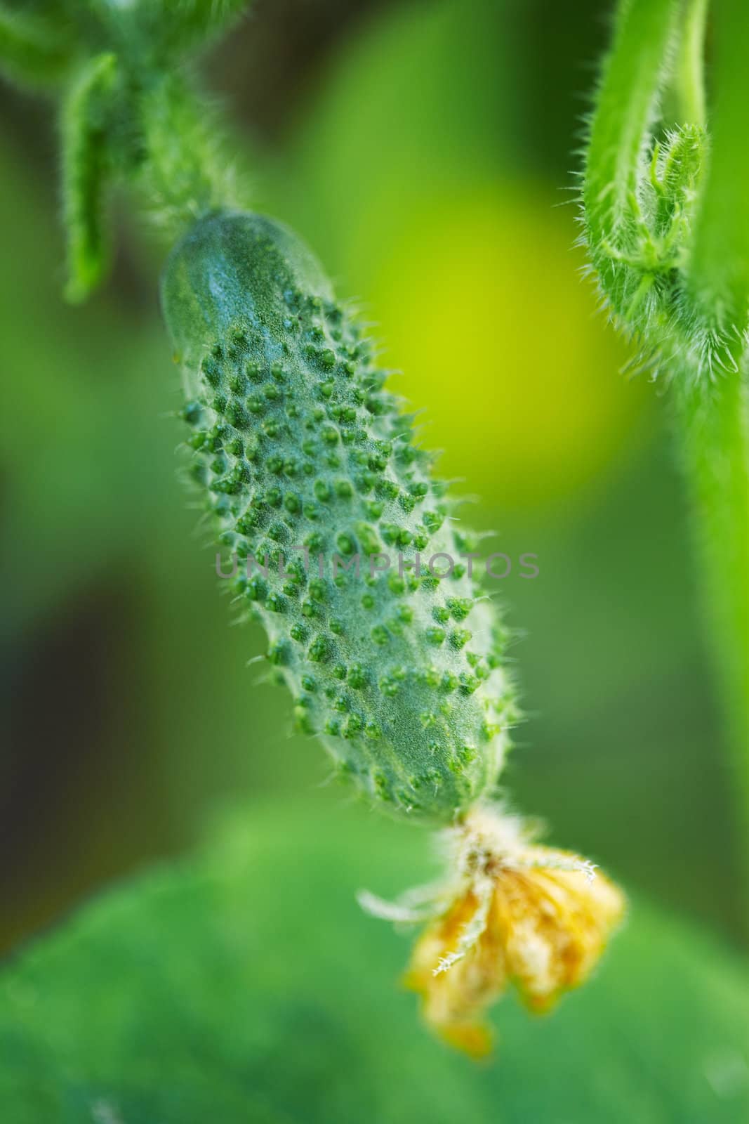 Small cucumber with a yellow flower. Close-up view