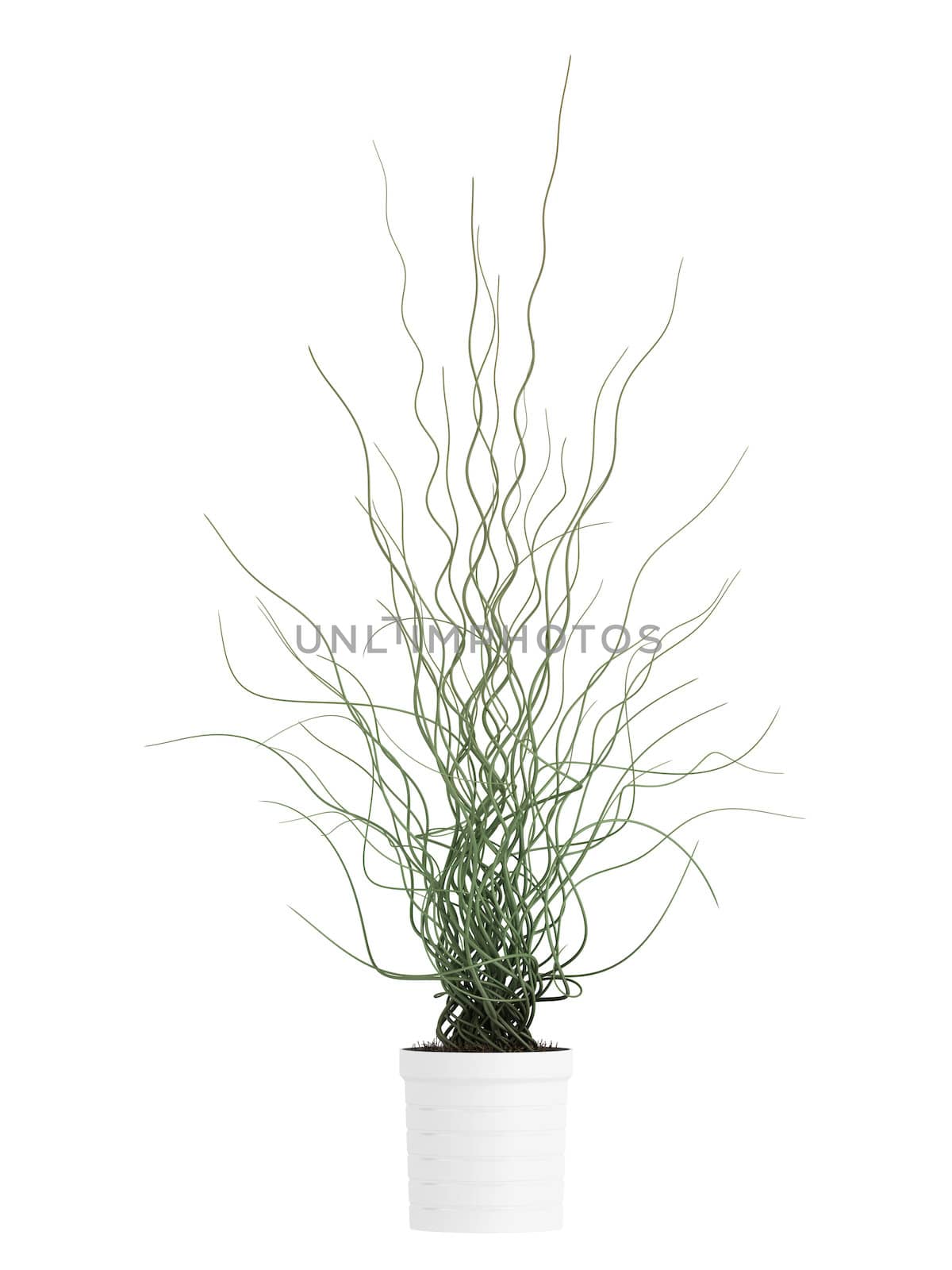 Ornamental juncus houseplant, a member of the grassy rushes family, with a crinkled wavy stem isolated on white