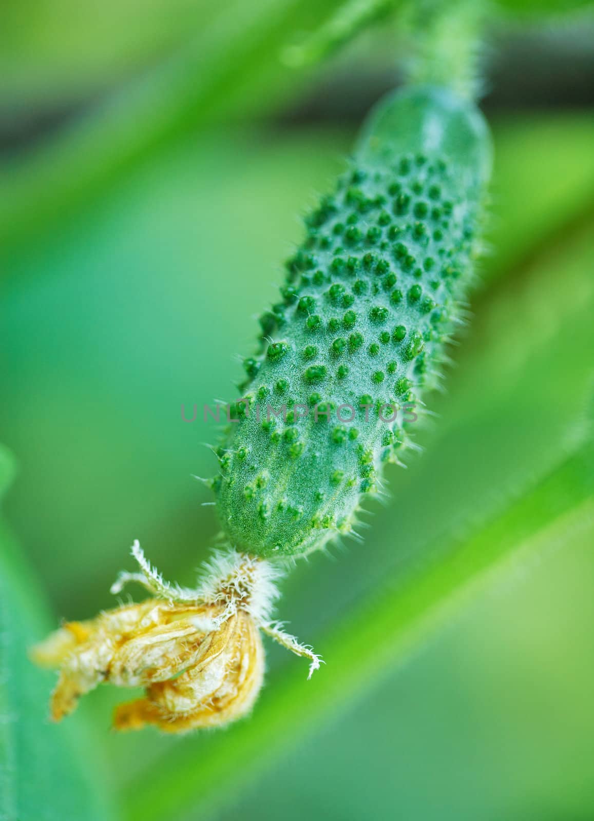 Small cucumber with a yellow flower. Close-up view