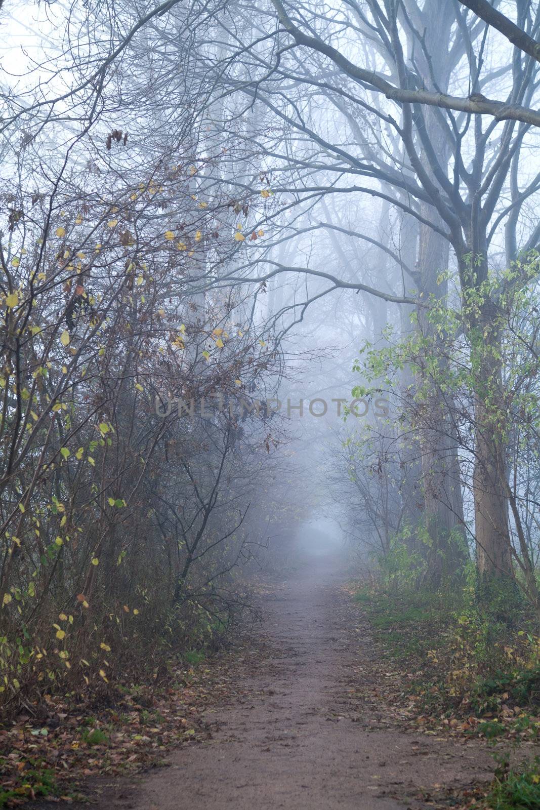path in forest with fog by catolla
