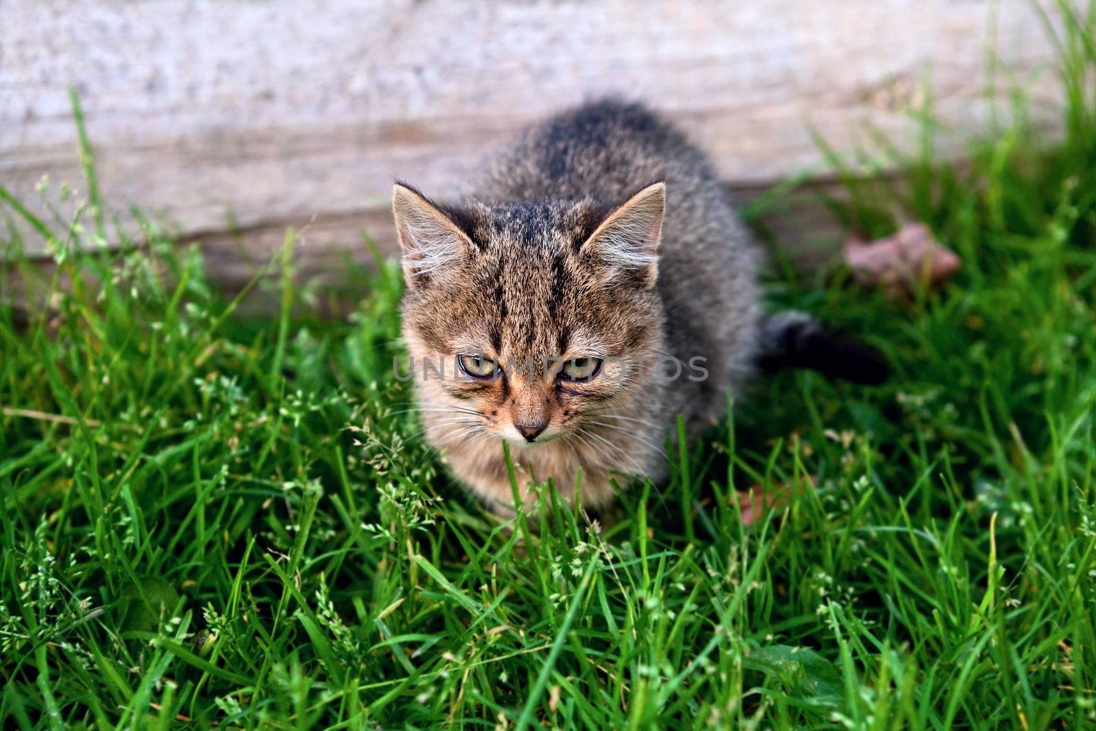 cute andry kitten on grass outdoors