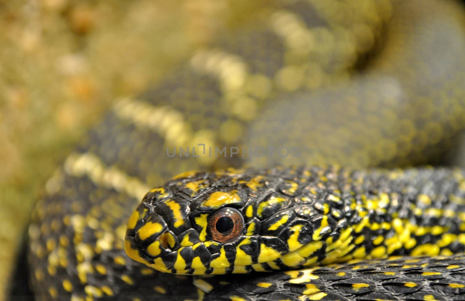 Head of a black and yellow snake