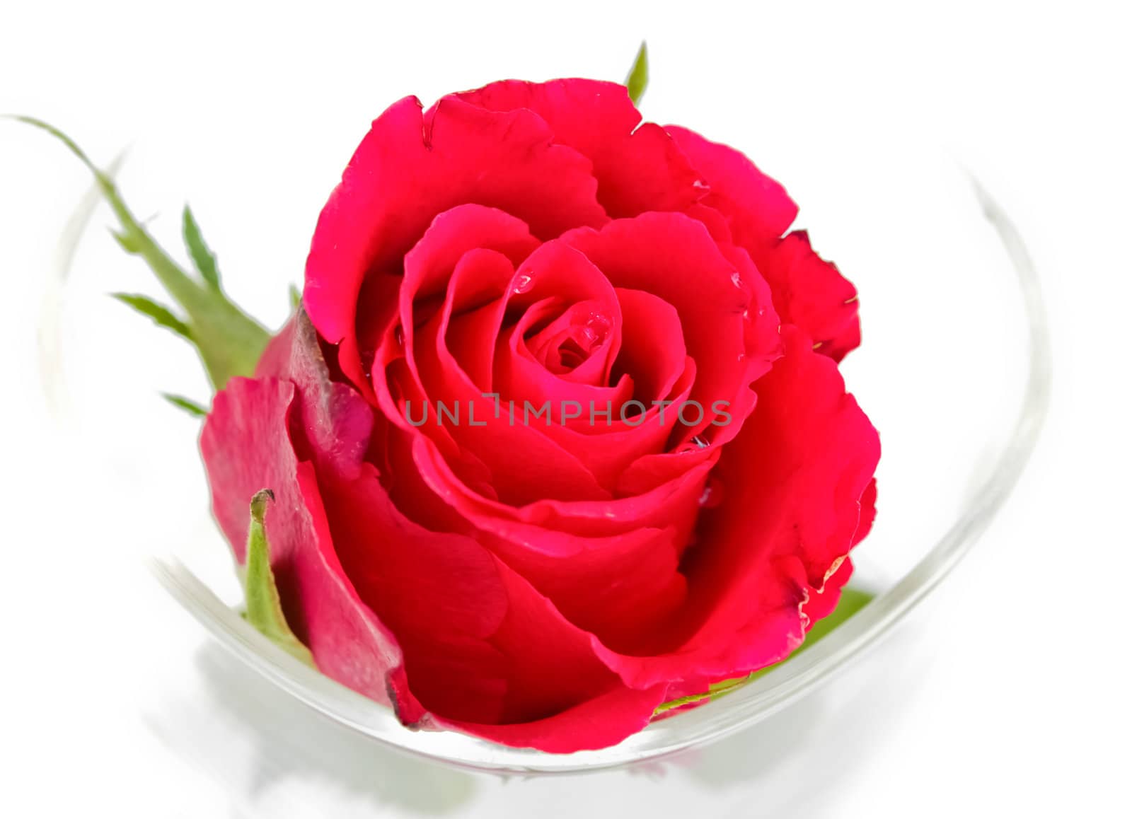 Roses in glass on a white background