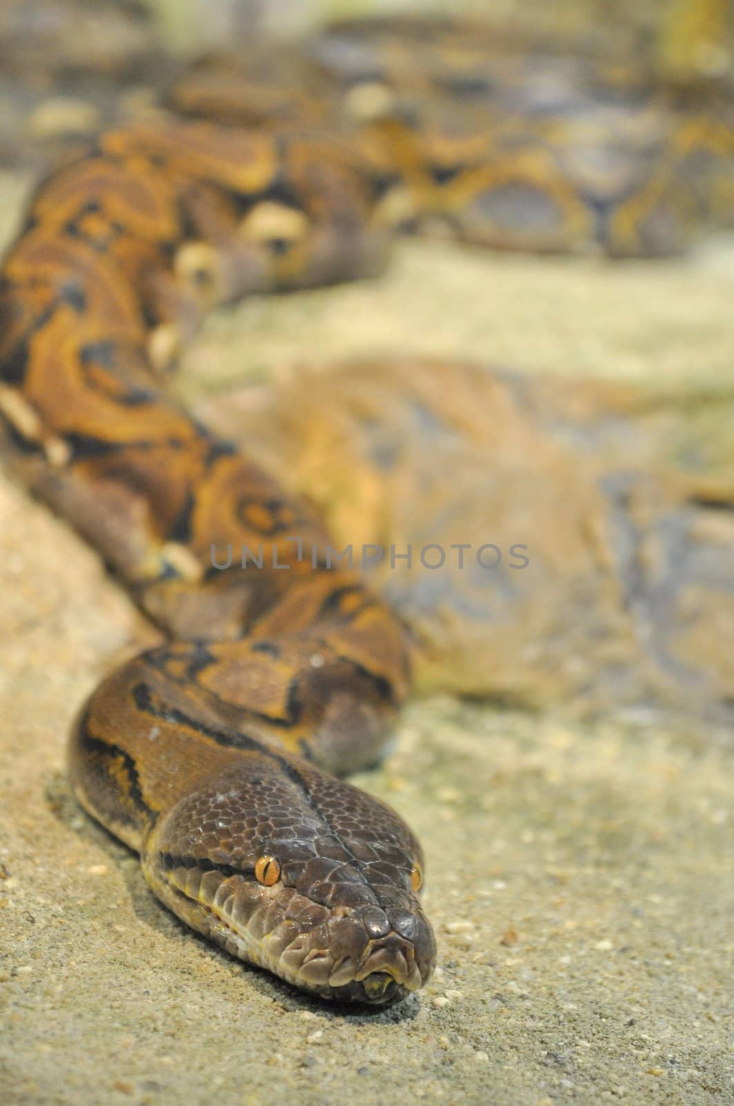 Head of a snake