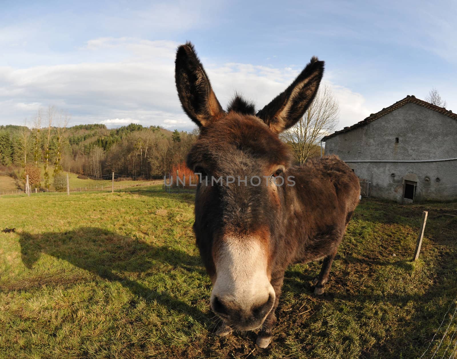 Closeup on a Head of a Donkey