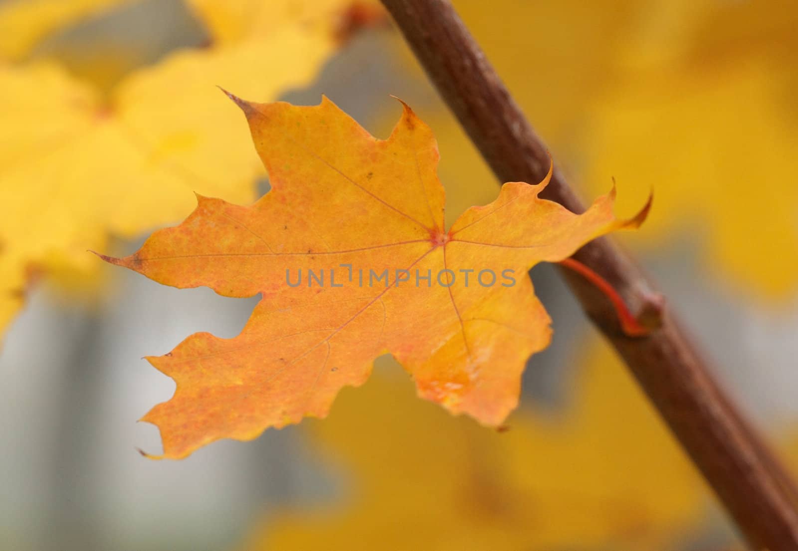 wet yellow leaf by romantiche